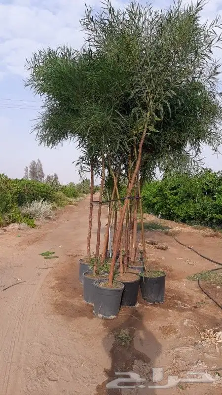 ثيل ياباني 6