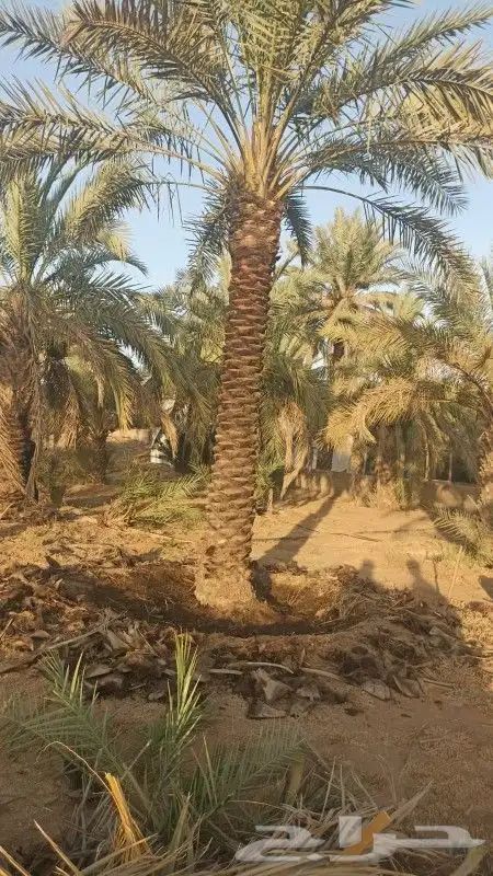 يوجد لادينا نخل عربي جميع لامقاسات مت وفره ونخل. 6