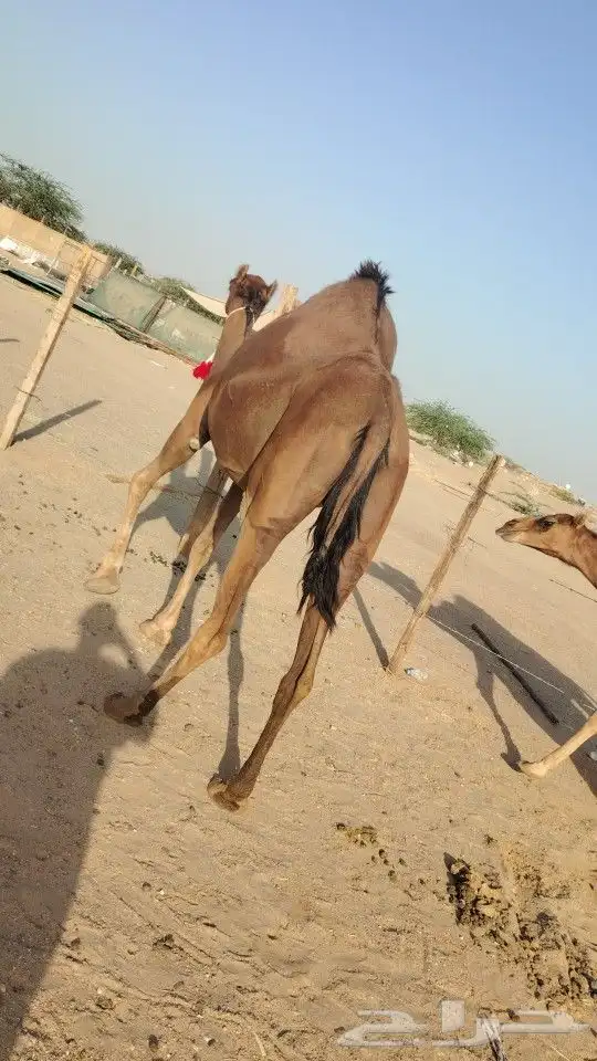 ناقه حساحلي طيبة كفوو للبيع 0