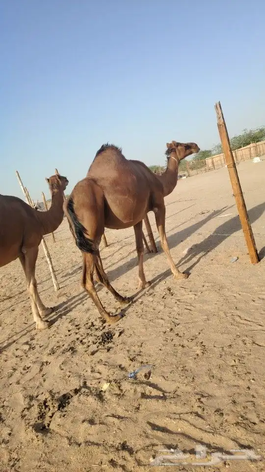 ناقه حساحلي طيبة كفوو للبيع 5