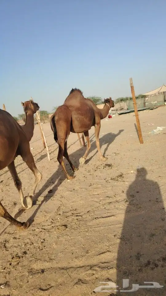 ناقه حساحلي طيبة كفوو للبيع 4