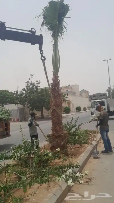 رافعه ونش كرينات للايجار جدة داخل شغل راقم جوال وتس اب 5