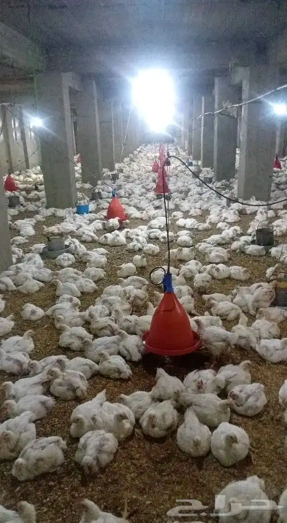 مشرف مزارع الدواجن ابيض تسمين لحم خبره عاليه في هذا المجال 7
