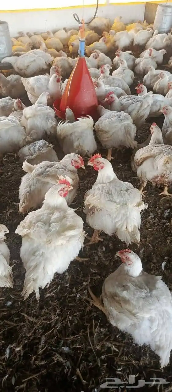 مشرف مزارع الدواجن ابيض تسمين لحم خبره عاليه في هذا المجال 0