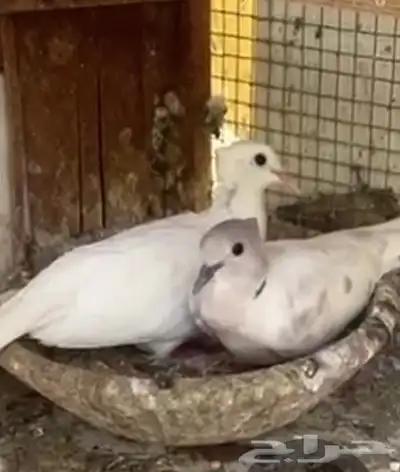 جوز قماري منتج الأن تحت بيض تم اللبيع تم اللبيع تم اللبيع 2