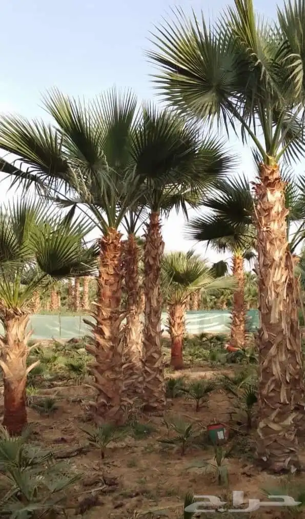 مشتل عبق اليسمين 3