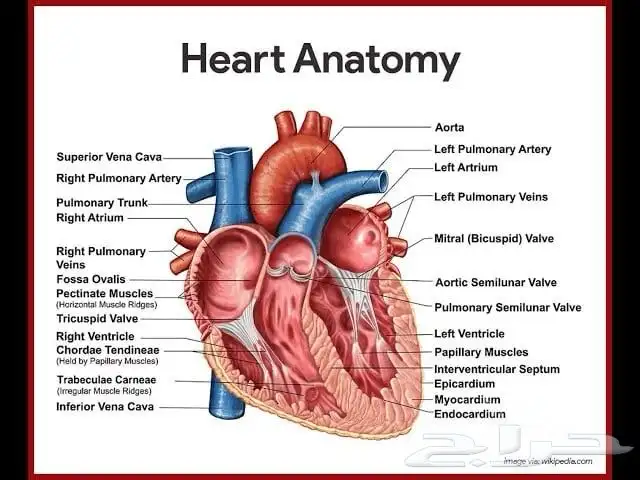 مدرسة مواد مسار صحي 1