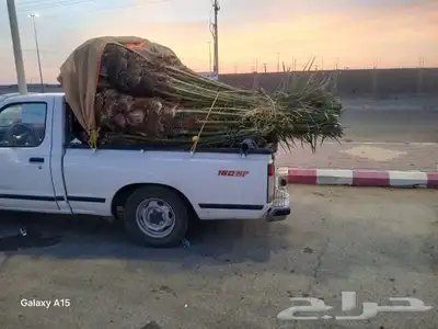 يوجد لدينا جميع انواع النخيل المثمره وجميع المقاسات المختلفة 2