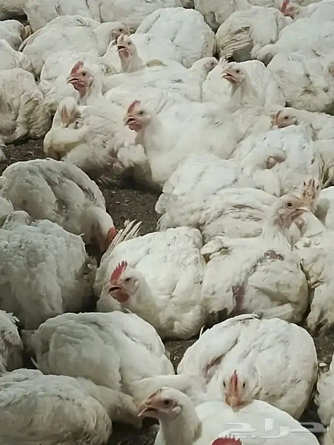 مشرف مزارع الدواجن ابيض تسمين لحم خبره عاليه في هذا المجال 1