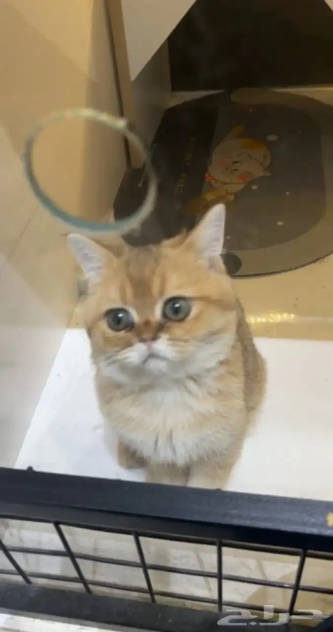 قط سكوتش ستريت 1