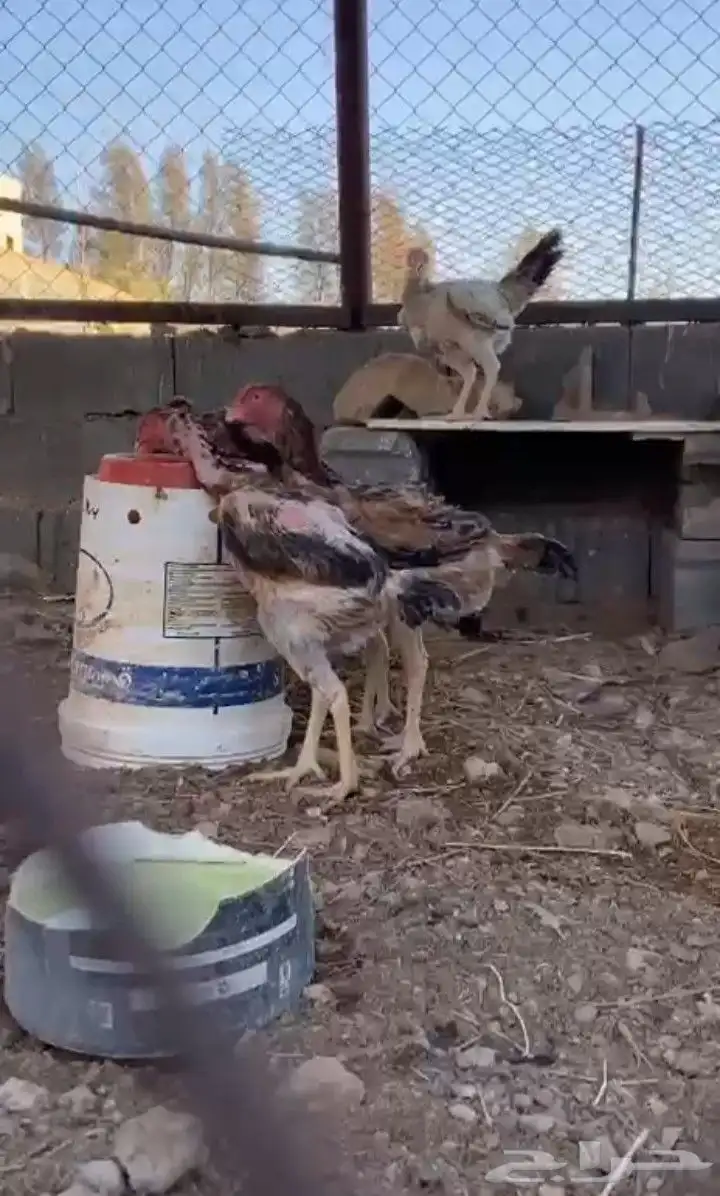دجاج باكستاني اصل بياض 1