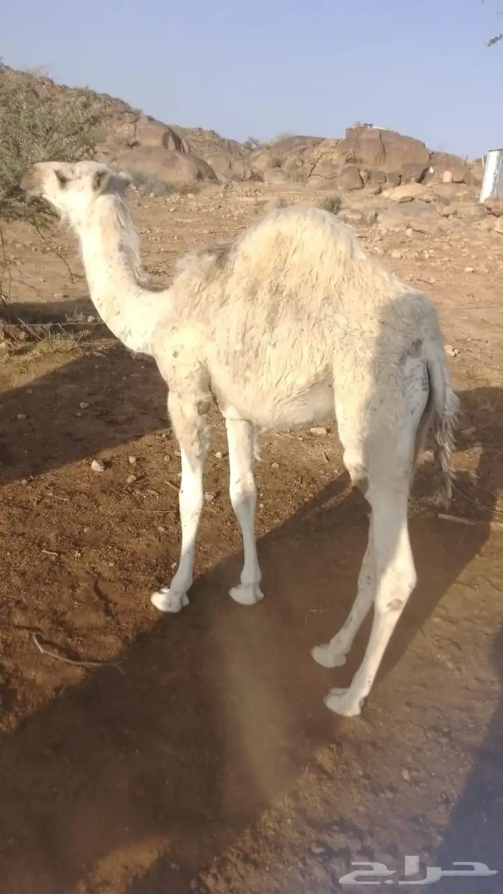 قعدان وبكار للبيع 3