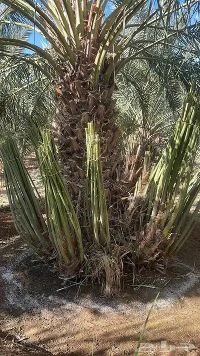 يوجد جميع انواع النخيل 0