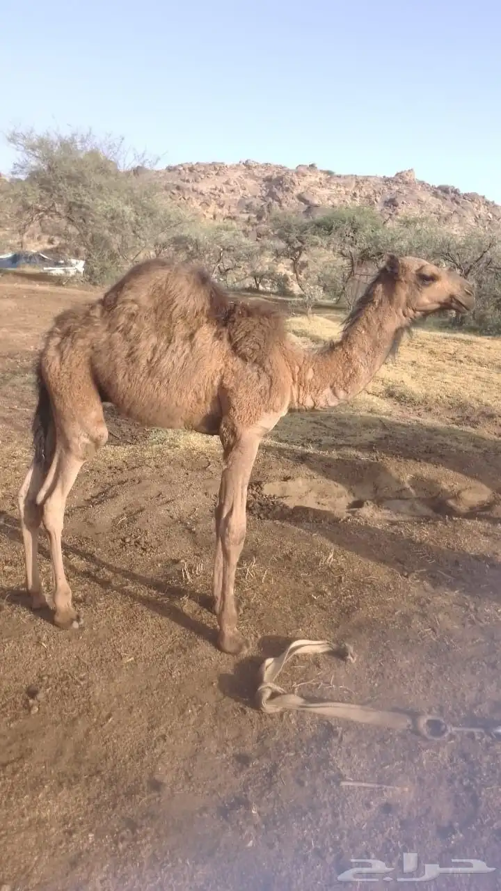 قعدان وبكار للبيع 4