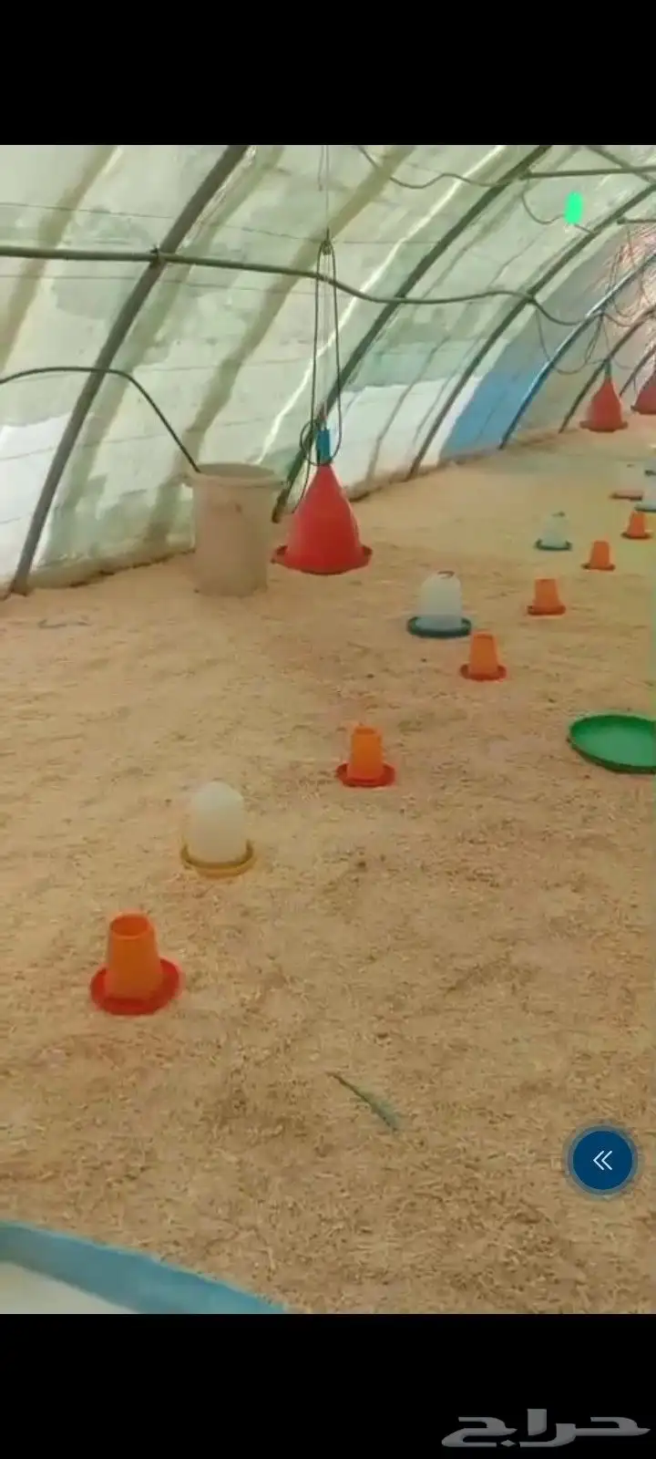 البحار عنبر دجاج   لاحم مكيف بسقيات والعلافات والدفايه 0