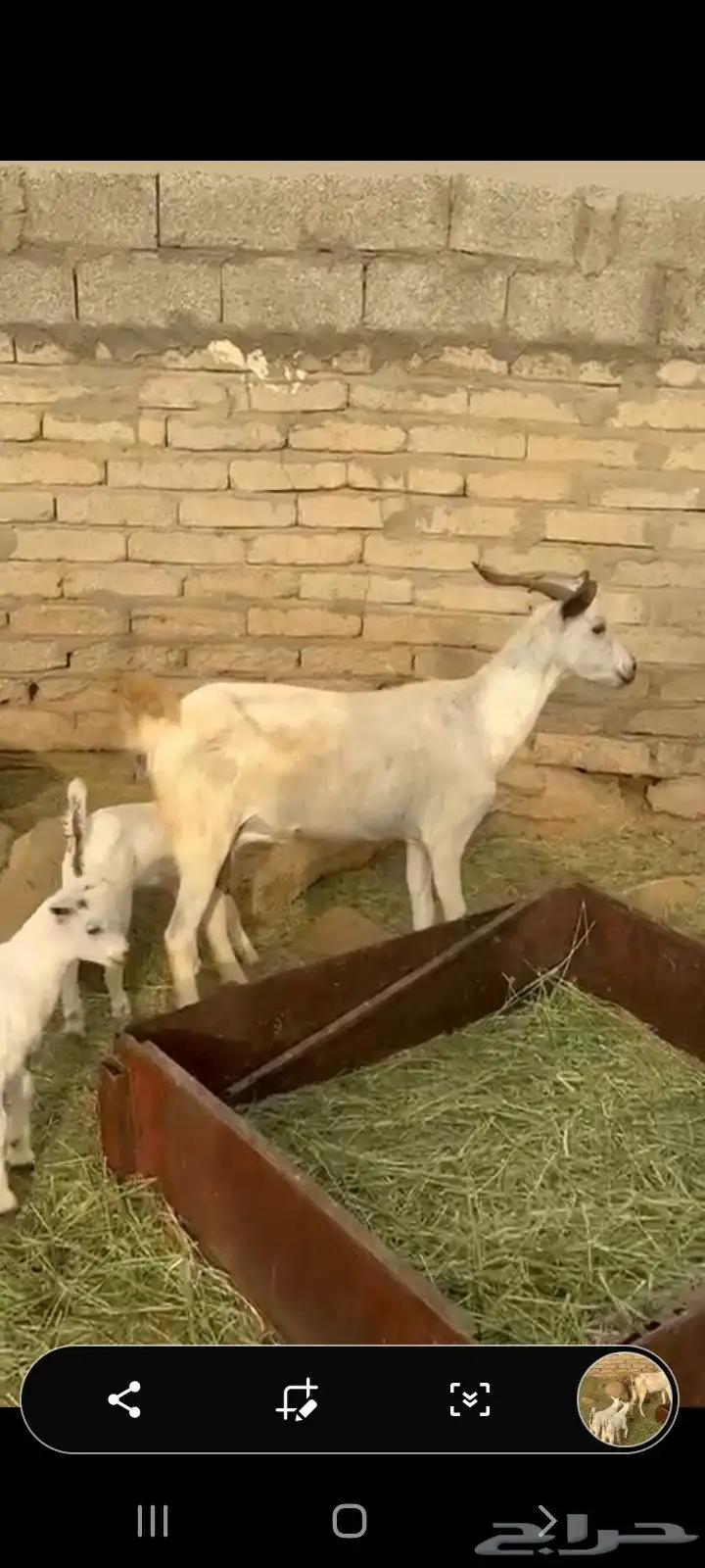 عنز متاومه 2