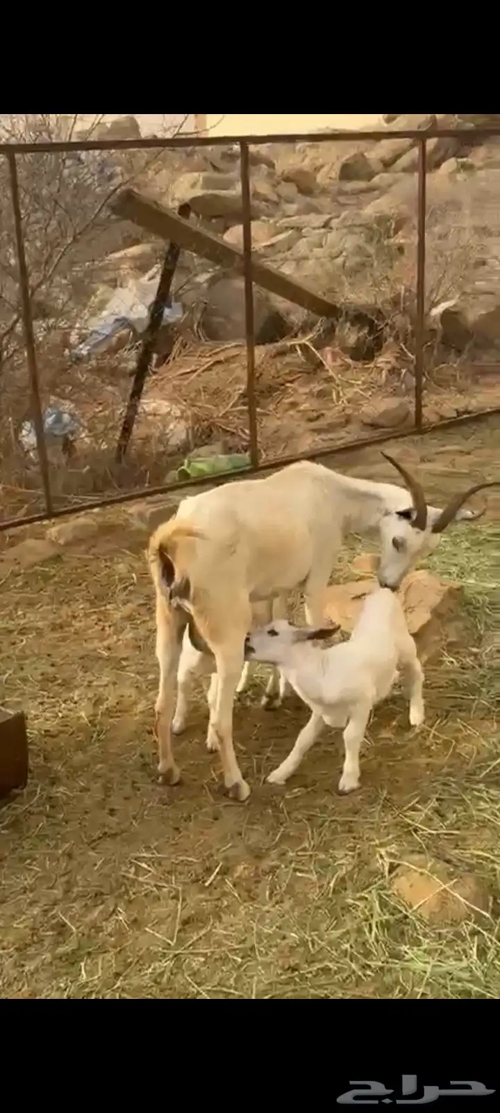 عنز متاومه 1