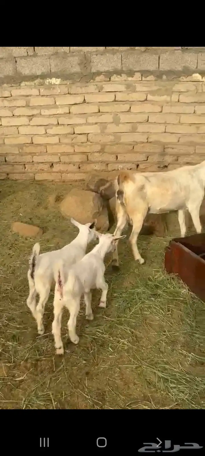 عنز متاومه 0