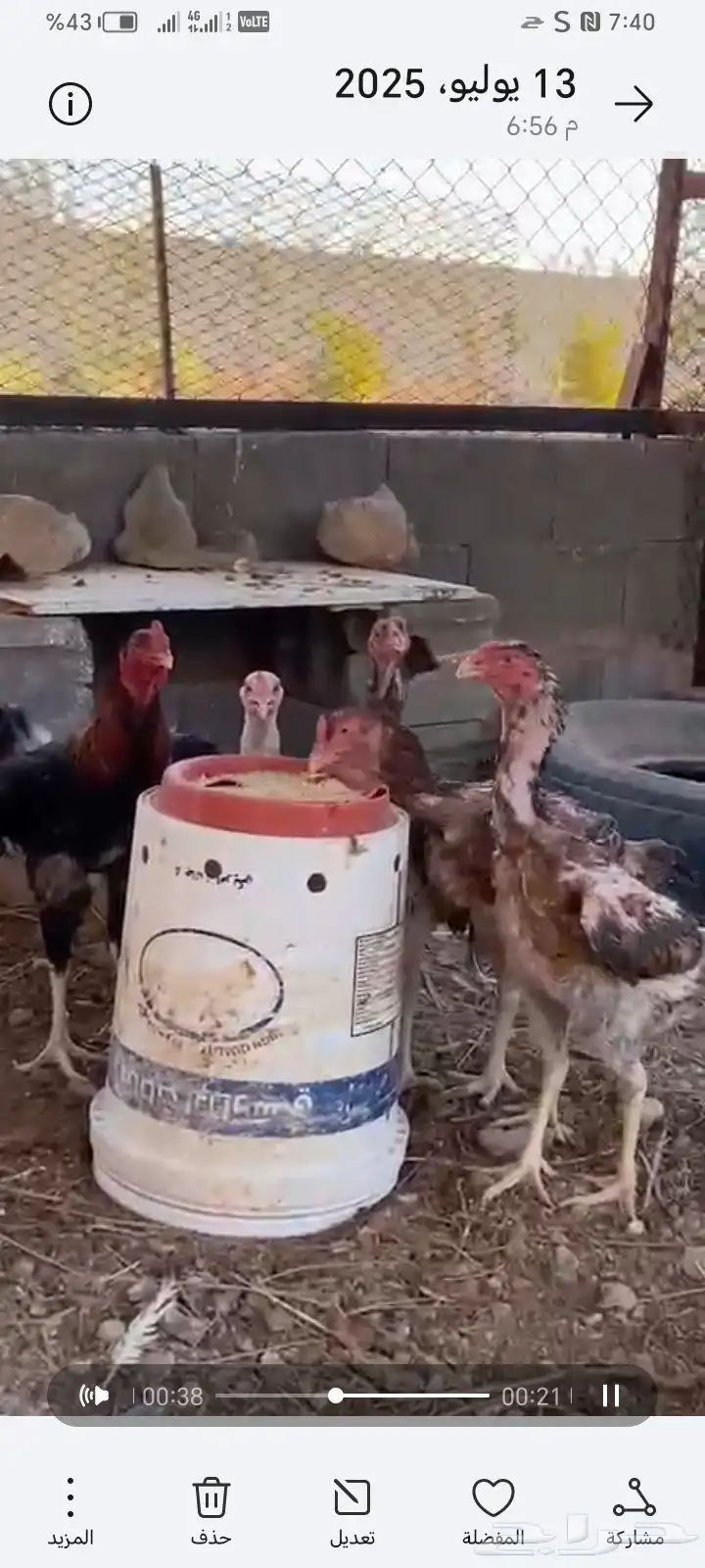 دجاج باكستاني اصل بياض 0