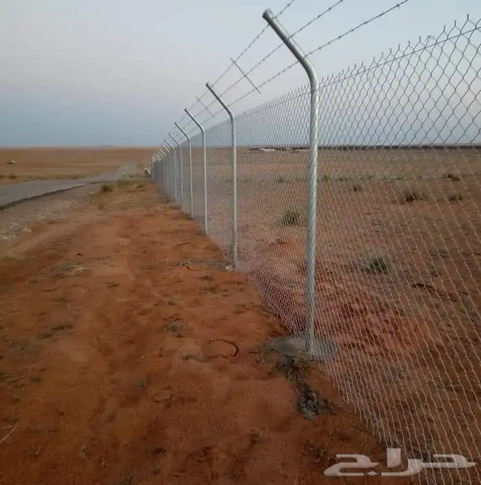 يوجد لدينا نخل عربي ووشنطني 8