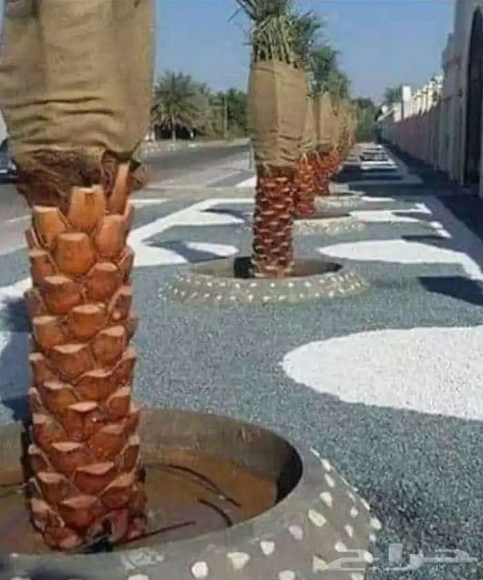 شبوك ونخل اسعارمناسبه 4