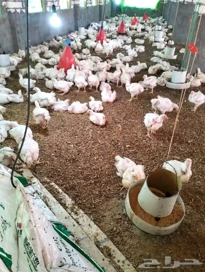 مشرف مزارع الدواجن ابيض تسمين لحم خبره عاليه في هذا المجال 9