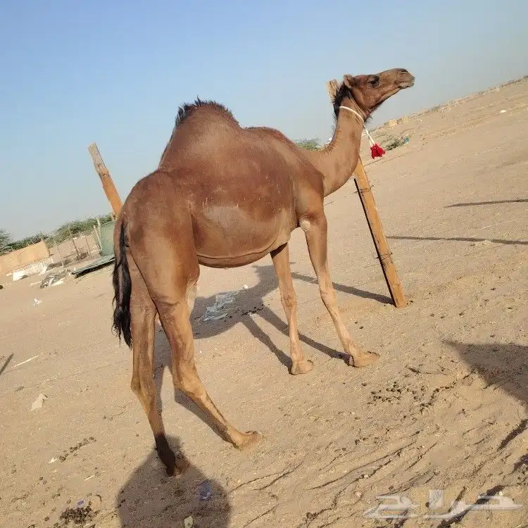 ناقه حساحلي طيبة كفوو للبيع 2