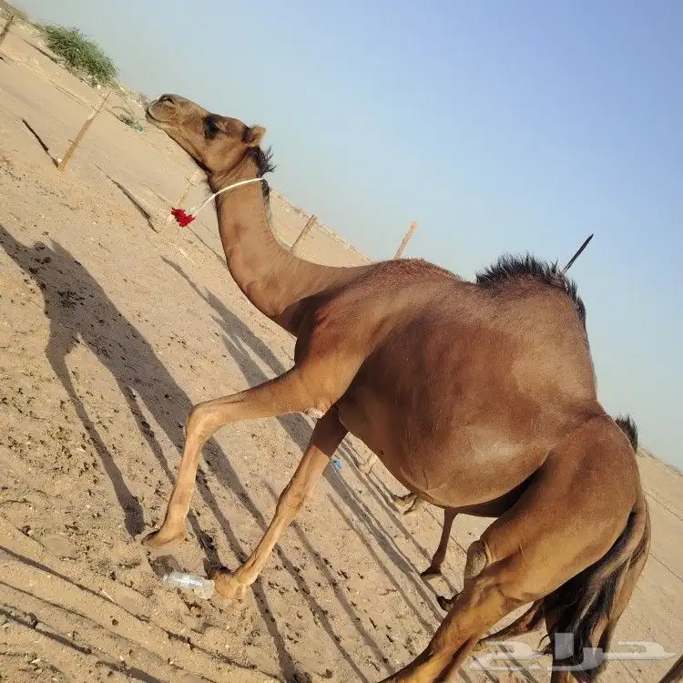ناقه حساحلي طيبة كفوو للبيع 1