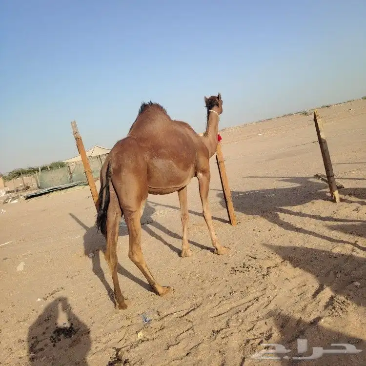 ناقه حساحلي طيبة كفوو للبيع 3