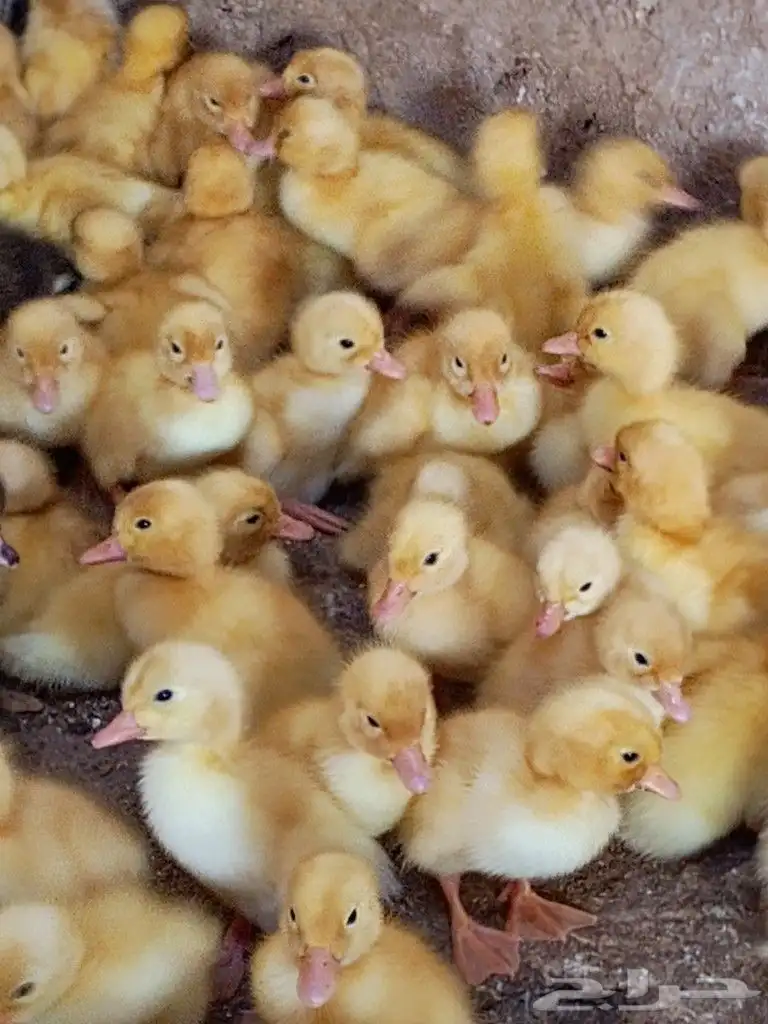صوص بط بكيني 3