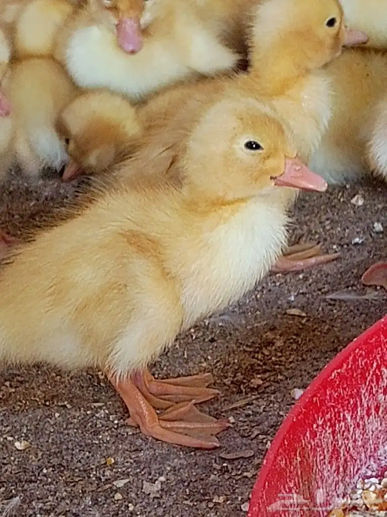 صوص بط بكيني 2