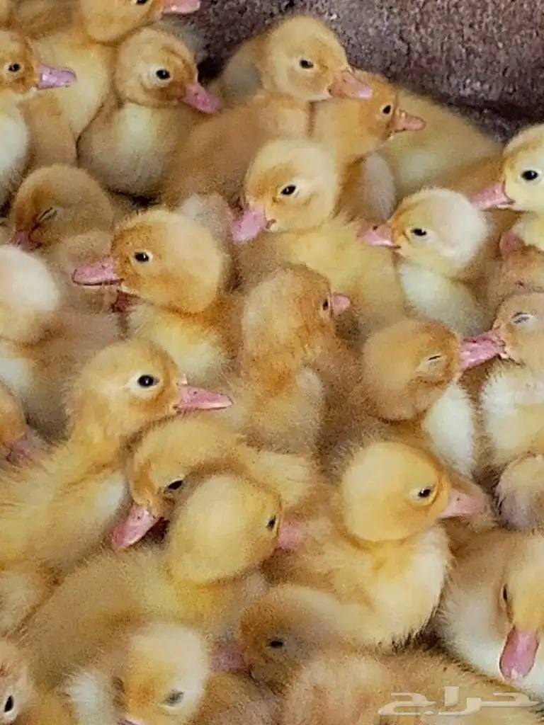 صوص بط بكيني 4