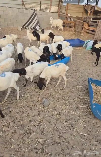 ثلاث طليان ب650ريال للواحد 1