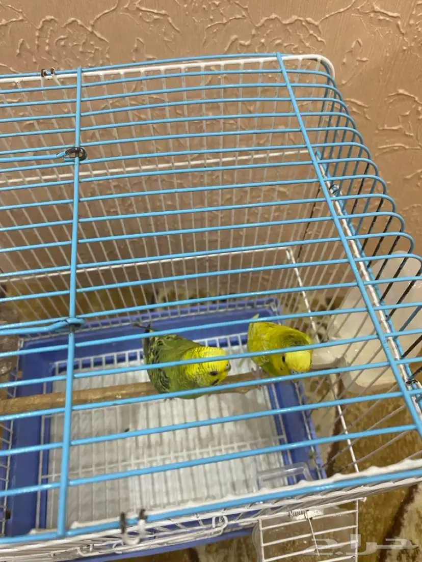 طيور بادجي للبيع 4