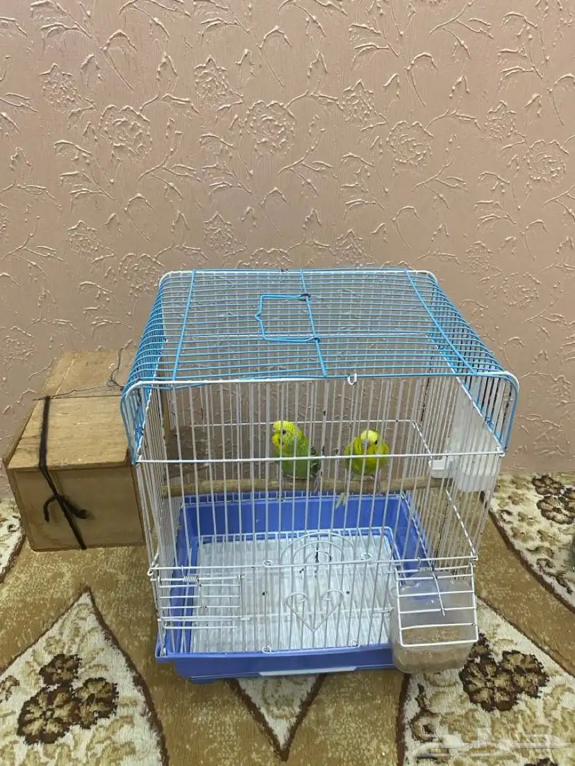 طيور بادجي للبيع 0