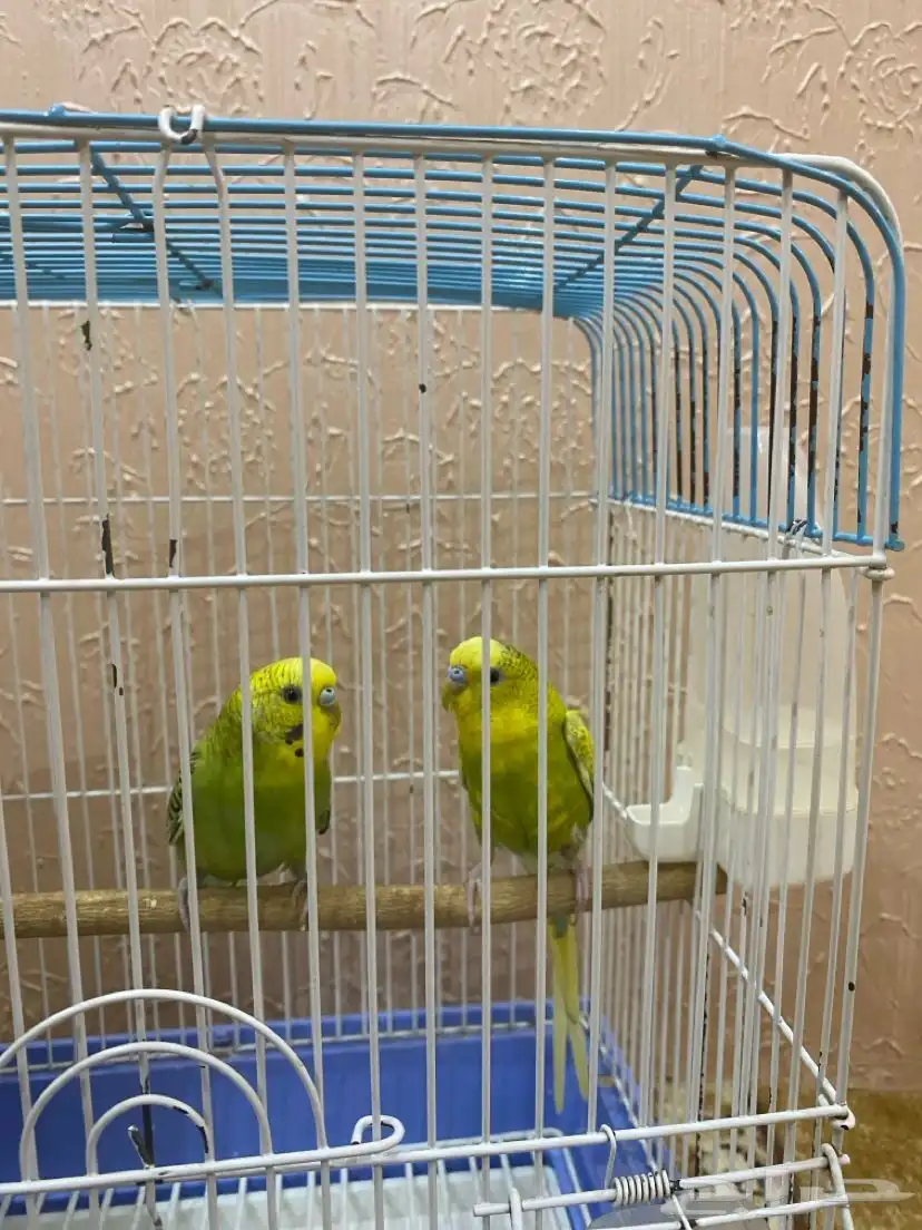 طيور بادجي للبيع 2
