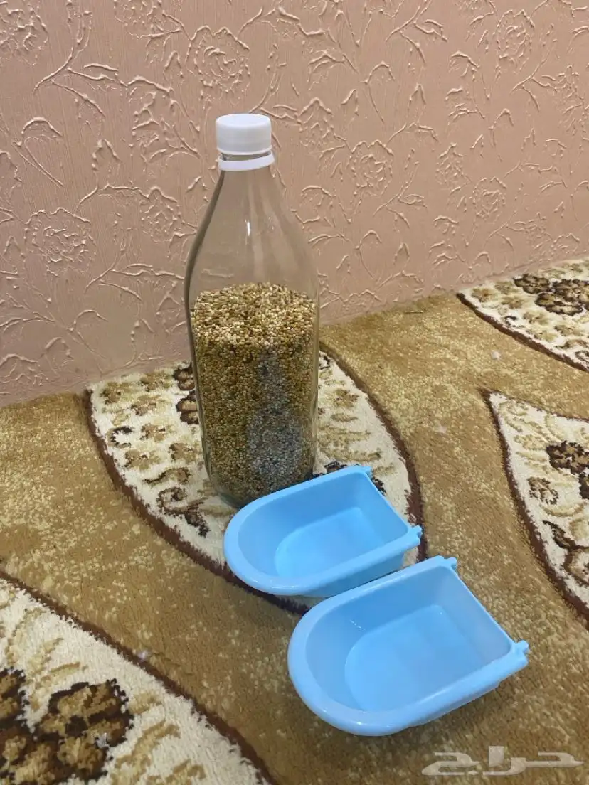 طيور بادجي للبيع 6