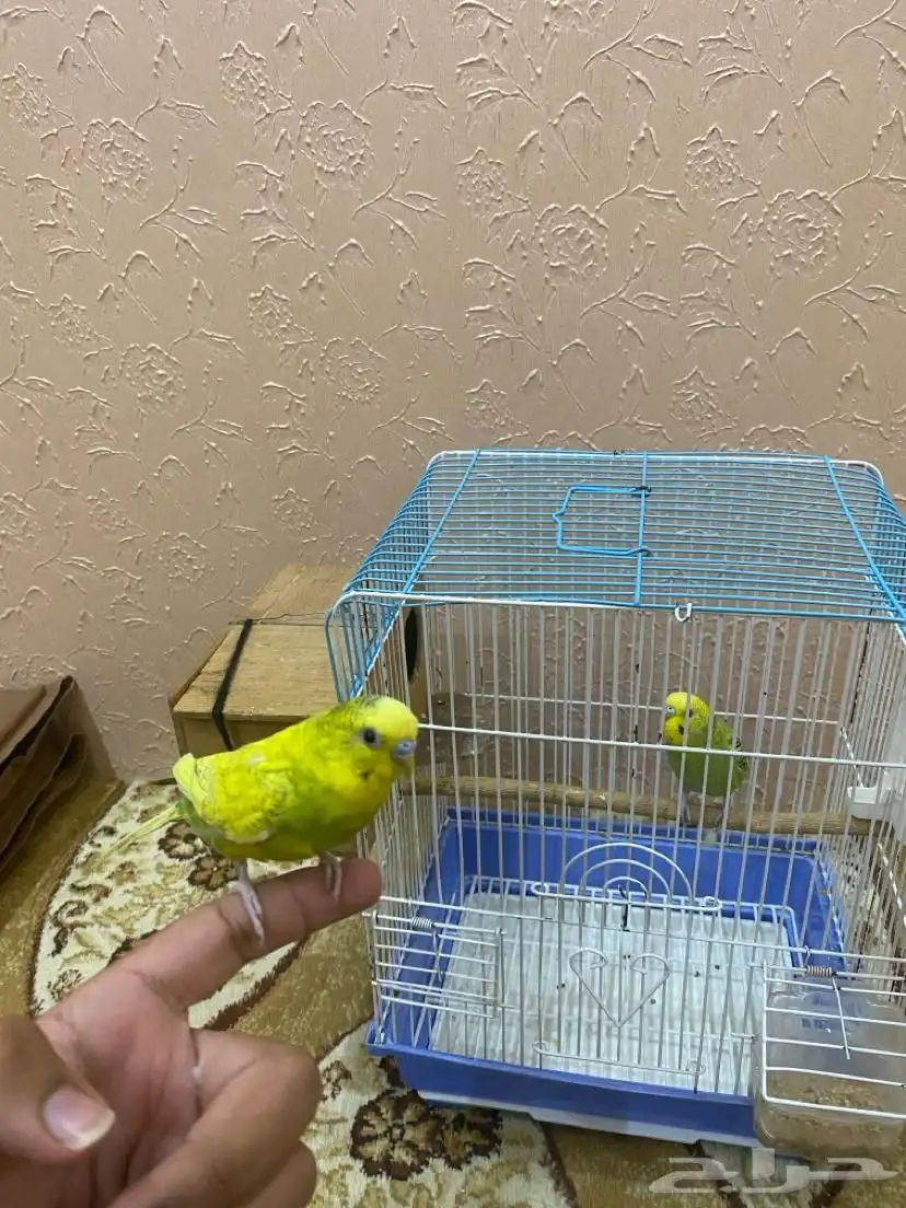 طيور بادجي للبيع 5
