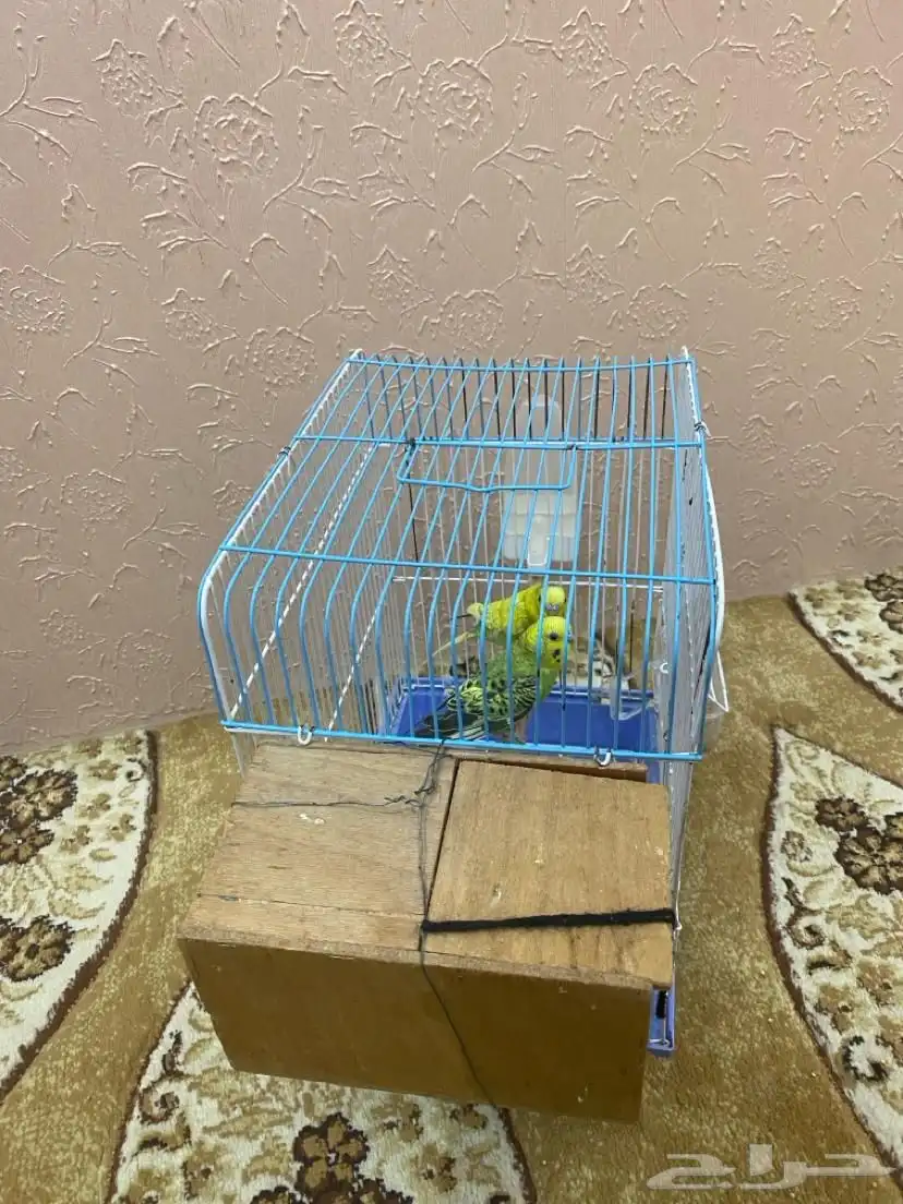 طيور بادجي للبيع 1