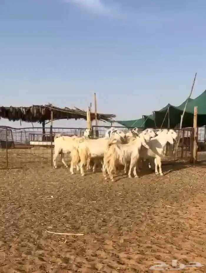 جفرات مصريات فاخره((( تم البيع ))) 0