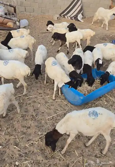 ثلاث طليان ب650ريال للواحد 2