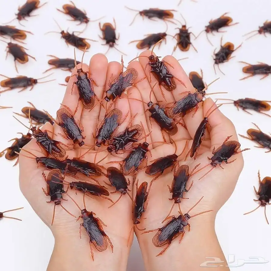 شركه مكافحه حشرات بمكه رش الصراصير 1