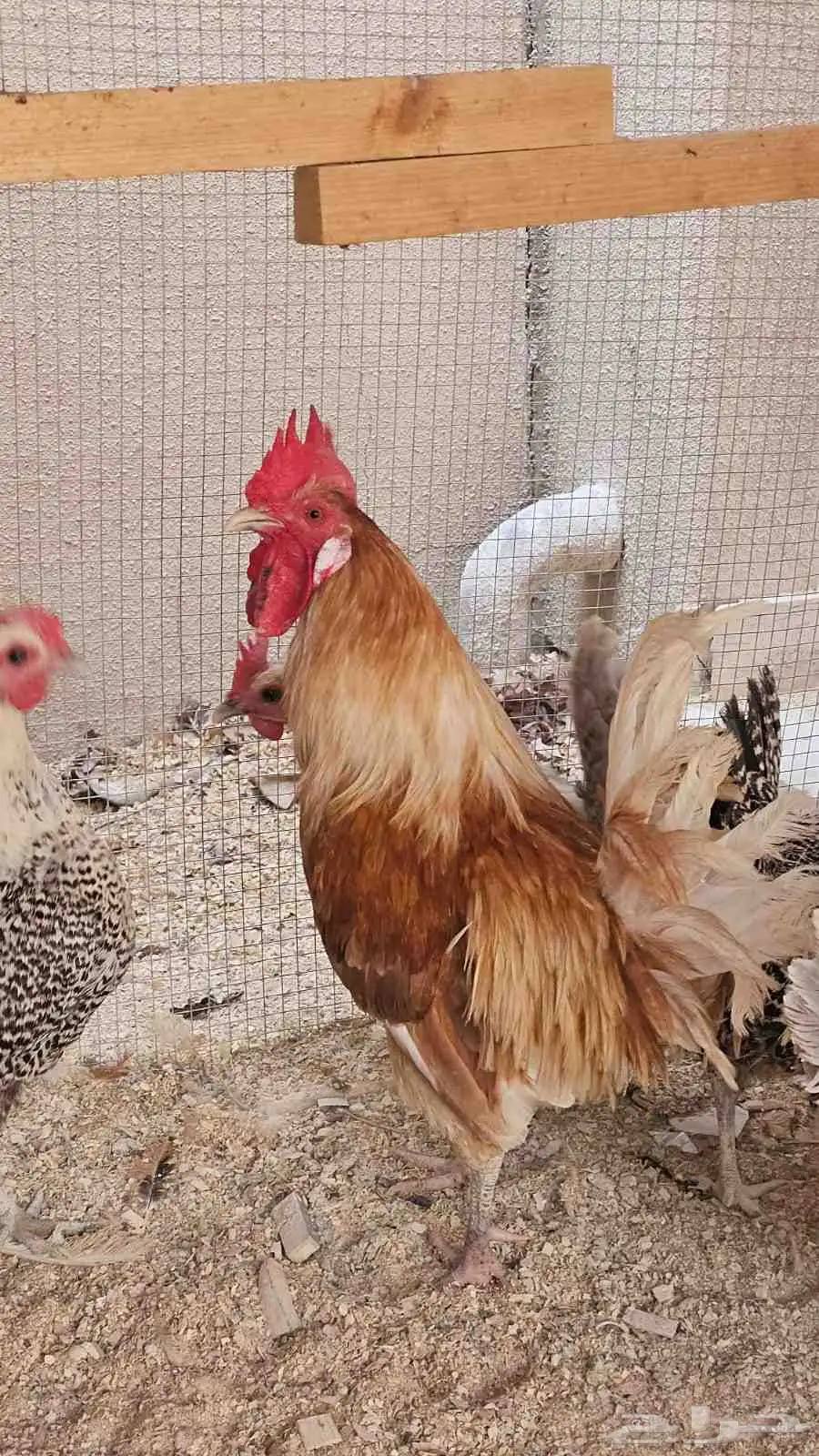 ديك فيومي 1