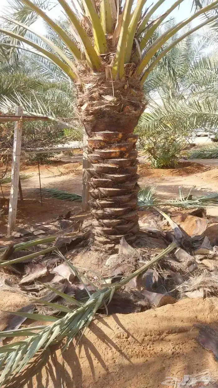تكريب الماشنطن ونخل العربي 0