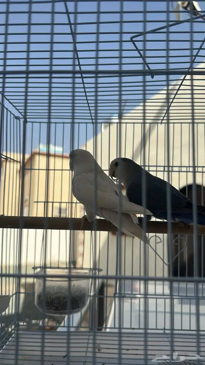 طيور ببغاء زوحين 1