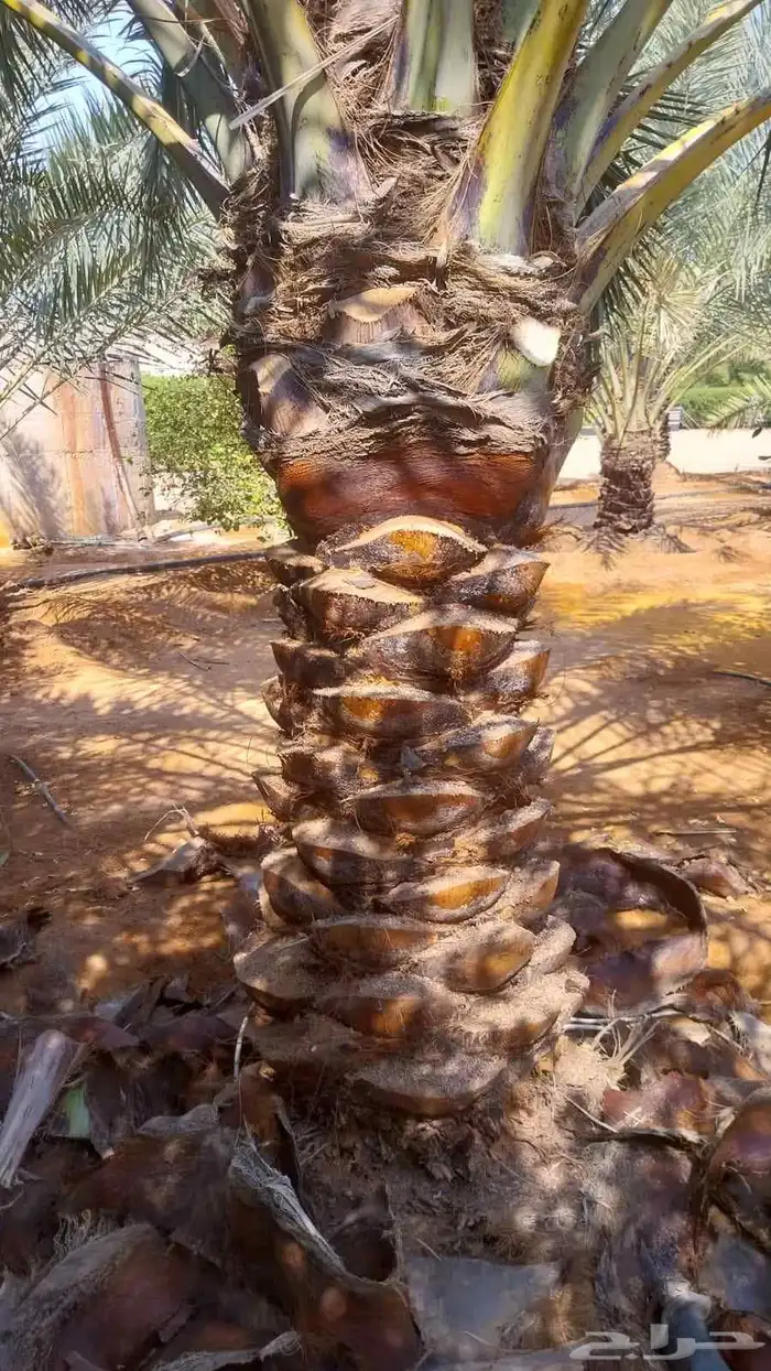 تكريب الماشنطن ونخل العربي 3
