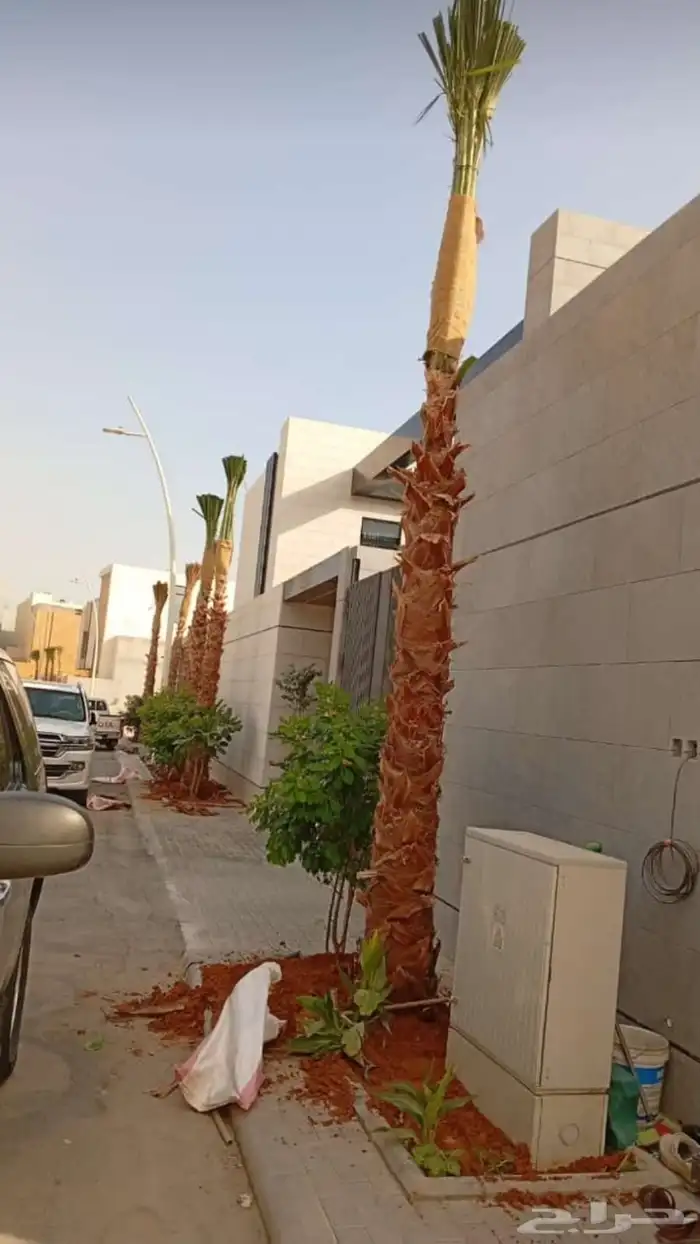 نخيل واشطنوياء زينه 1