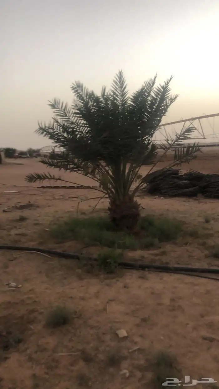 قلع واركز جميع انواع النخيل والأشجار 4