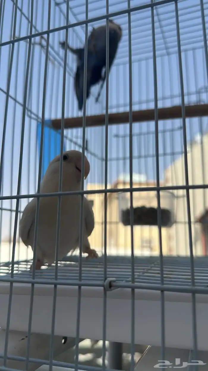 طيور ببغاء زوحين 0