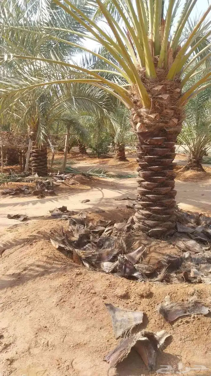 تكريب الماشنطن ونخل العربي 4